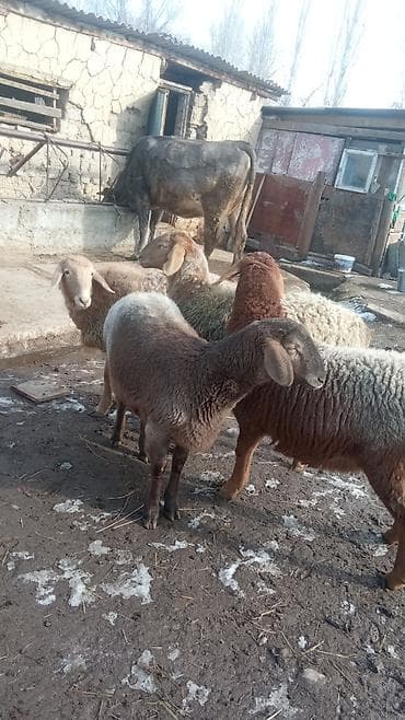 кошка свинкс: Продаю | Овца (самка) | Романовская | Для разведения | Ярка — 6