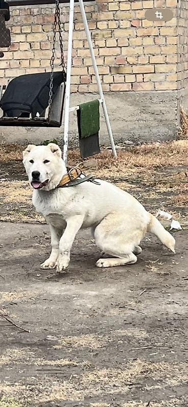купить кавказскую овчарку: Алабай, 5 месяцев, Самец — 8