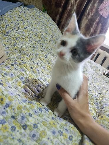 Мышыктар: Котята мальчик и девочка, домашние, окрас бело-черный мальчик, бело- — 2