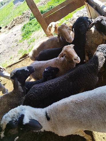 ежик живой: Продаю | Овца (самка) | Для разведения | Матка — 6