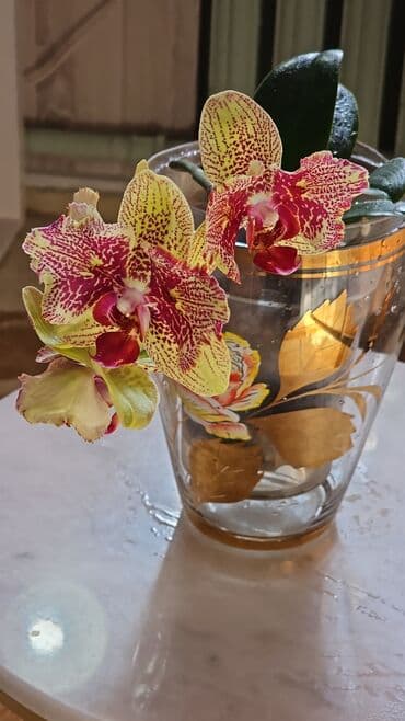 куплю саженцы роз: Продаю сортовые орхидеи. Комплектом. Бабочка и Пелорик. Первое — 1