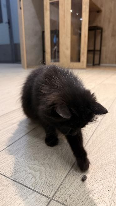 голая кошка девочка: Кот (чёрный, пушистый) СРОЧНО НУЖНА ПОМОЩЬ 🖤 Черная кошка, совсем — 4