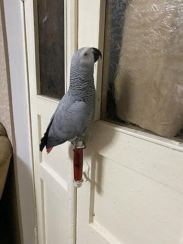 попугай говорящие: Попугай жако (серый африканский) — ручной,разговаривает, подражает — 1