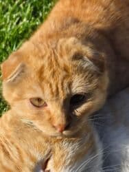 объявления о найденных животных: Ургаачы — 1