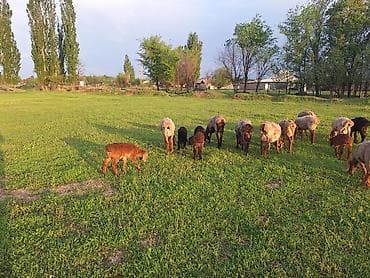 семис бука: Продаю | Овца (самка) | Для разведения — 2