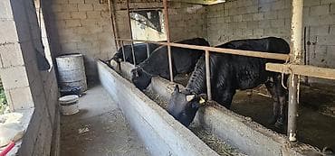 Продаю | Бык (самец) | Алатауская | На откорм, На забой, Для разведения at lalafo.kg Продаю | Бык (самец) | Алатауская | На откорм, На забой, Для разведения