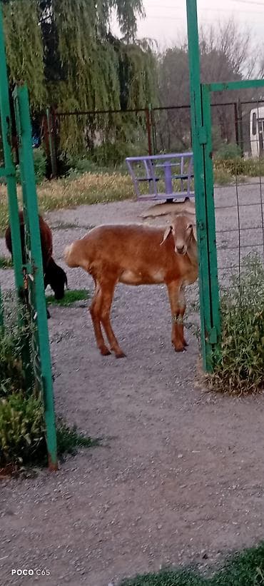 кох брама: Продаю | Овца (самка) | Эдильбаевская | На забой — 4