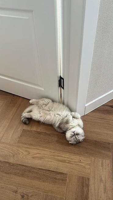 кара мышык: Скотиш Фолд (Шотландиялык шалпаң кулак), 3 жаш, Ургаачы, Күмүш өңдүү шиншилла, Лотокко барууга үйрөтүлгөн, Курттардан тазаланган, Документтери менен — 2