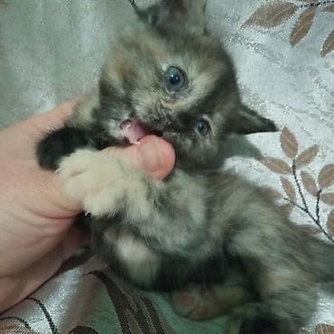 кошка мейкун: Британская короткошёрстная, 1 месяц, Девочка, Черепаховый, Проглистована — 9