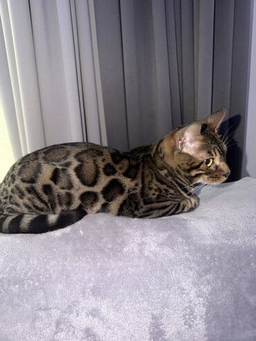 шиншилла кошка: Бенгальская, 1 год, Девочка, Золотая шиншилла, Приучена к лотку, Проглистована, С прививками — 8