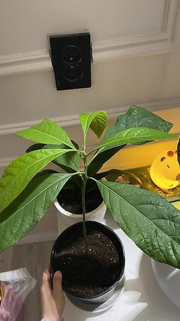 алоэ вера форевер: Спатифилум 1922 с горшком 2200 Авокадо - 922 Сансеверия 522 с горшком — 4