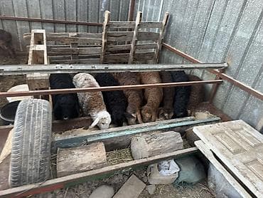 продаю тай: Продаю | Овца (самка) | Для разведения — 3