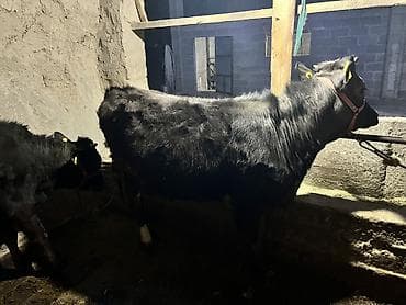 Аквариумы: Продаю | Тёлка, Музоо, торпок | На забой, Для разведения, Для молока — 9