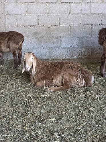 Продаю | Ягненок, Баран (самец) | Арашан | Для разведения | Племенные, Осеменитель