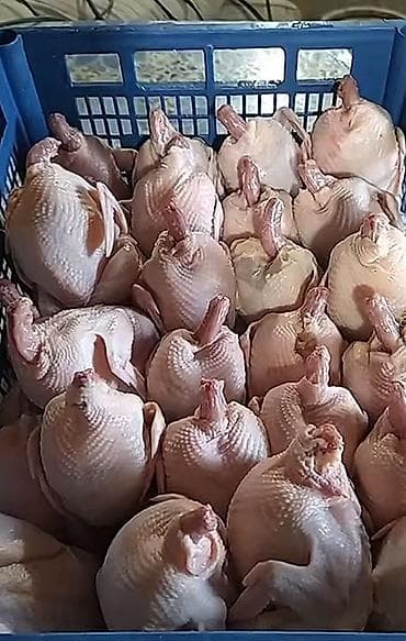 морская рыба: Перепёлка — тушки и горячее/холодное копчение - Целые ощипанные тушки — 1