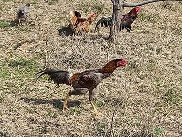 Продаю | Петух | Бойцовая | Для разведения at lalafo.kg Продаю | Петух | Бойцовая | Для разведения