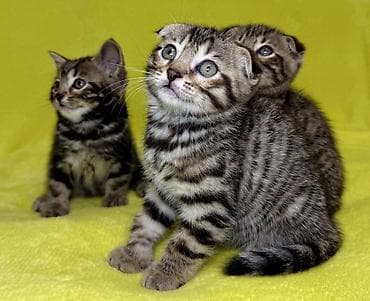 сиамские кошки котята: Скотиш Фолд (Шотландская вислоухая), 1 месяц, Мальчик, Приучена к лотку — 6