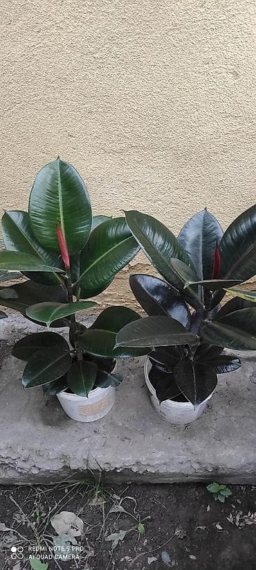 Продаю фикусы первые 2фикуса по 700с прошу остальные которые по больше