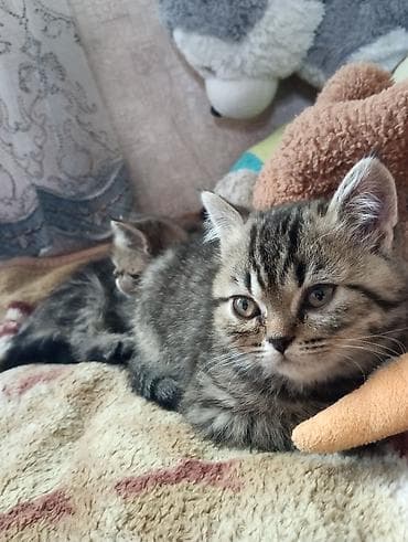 кошка бенгальская: Британские короткошёрстные котята в добрые руки — 1