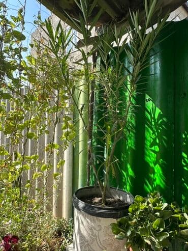 растение: Олеандр (Nerium oleander) в горшке - Высота растения: около 1,4–1,7 м — 1