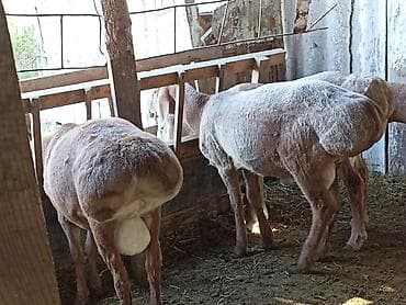 бекер иттер: Сатам | Кочкор (эркек) | Арашан | Союуга | Асыл тукумдуу — 4