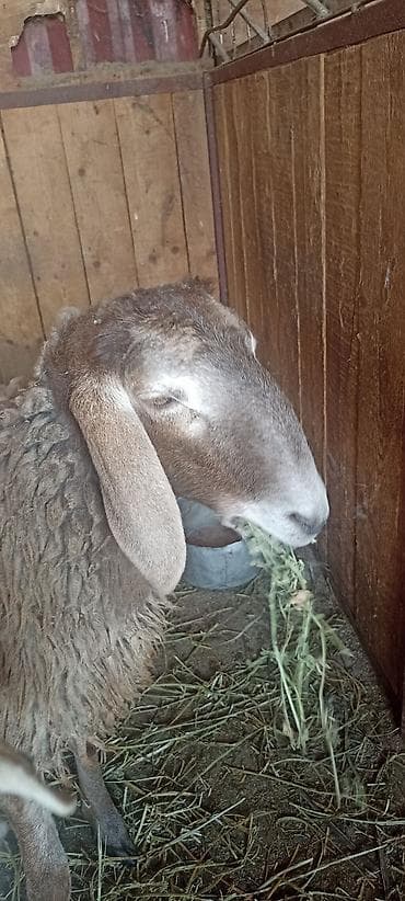 сони грей: Продаю | Овца (самка) | Арашан | Для разведения — 1