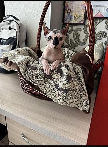 продаю хомяка: Сфинкс, 5 месяцев, Мальчик, Приучена к лотку — 2