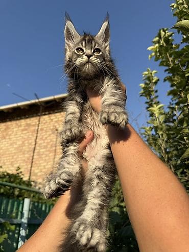 котята мейкун: Мейн-кун, 2 месяца, Мальчик, Приучена к лотку, Проглистована, С документами — 1