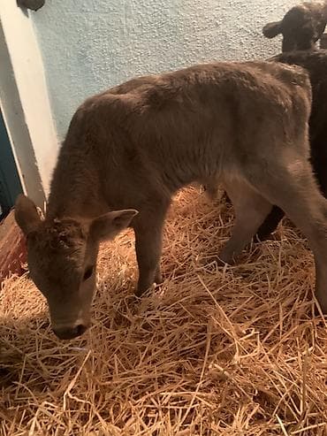 бычки обмен: Продаю | Музоо, торпок | Ангус, Швицкая | На откорм, На забой, Для разведения | Племенные — 1