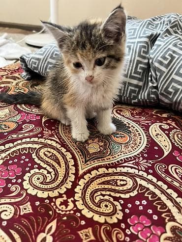scottish fold: Кошка даром: Беспородная, 2 месяца, Девочка, Приучена к лотку — 4