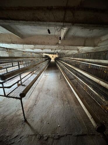 оборудование для молока: Предлагается или сдается промышленное помещение,продаю построенное из — 7