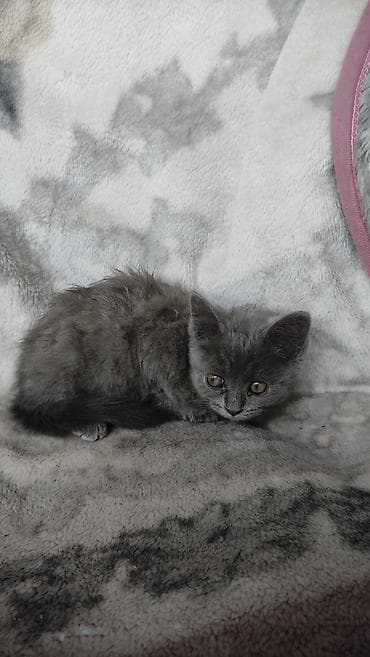 Мышыктар: 2 айлык, Ургаачы, Лотокко барууга үйрөтүлгөн — 3