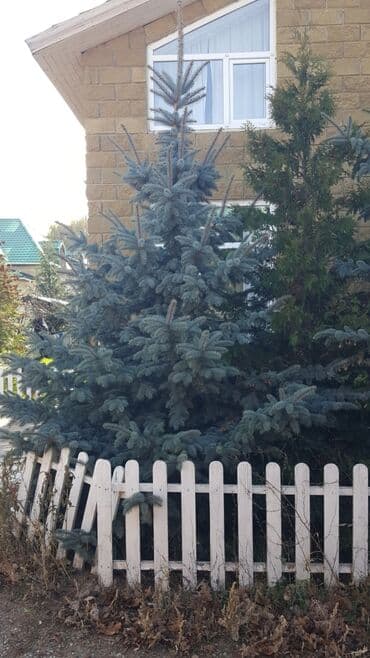 облепиха саженцы: Саженцы деревьев: Ели, Самовывоз — 4