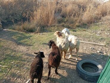 Рыбы: Продаю | Ягненок — 3