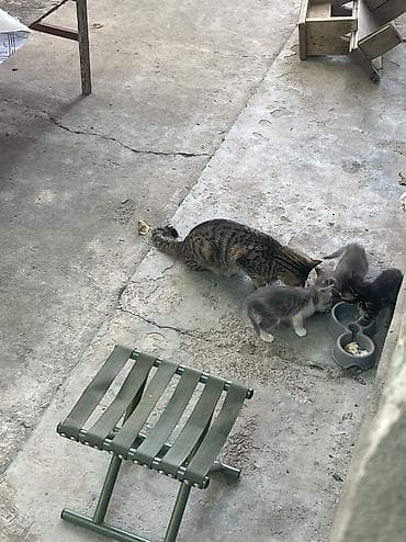 маленькие котики: 1 месяц, Мальчик, Серый — 4
