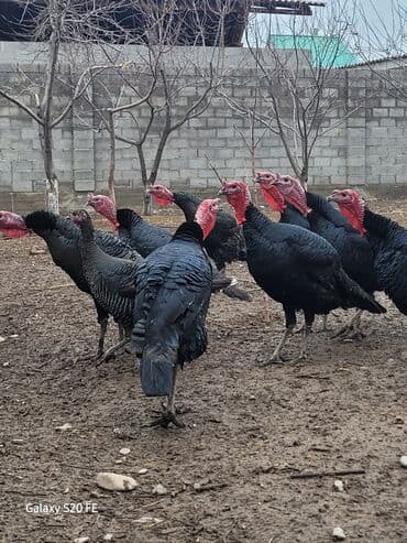 клетка для крыс: Продаю | Индюк (самец) | Для разведения | Племенные — 8