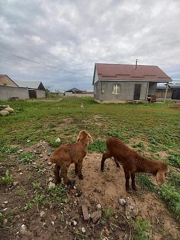 овцы гиссары: Продаю | Ягненок | Арашан — 3