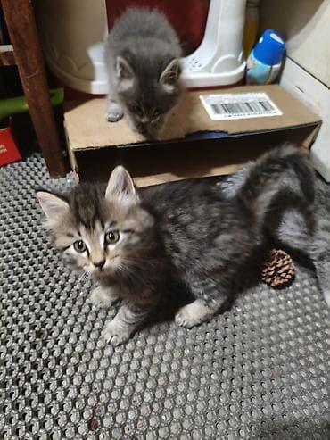 scottish fold: Пушистые котята - в добрые рукис красивым серебристо-тигровым — 4