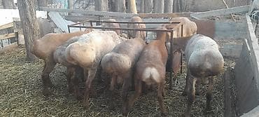 Башка жаныбарлар: Сатам | Кочкор (эркек) | Эдильбай | Көбөйтүү үчүн — 2