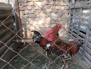 Продаю | Петух | Для разведения