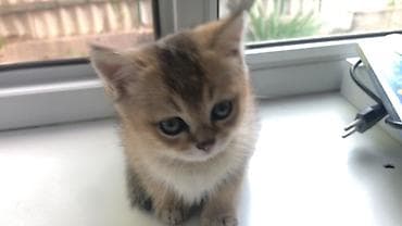 британская кошка шиншилла: Скотиш Страйт (Шотландская прямоухая), 1 месяц, Мальчик, Золотая шиншилла, Приучена к лотку — 2