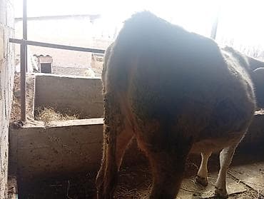 бык 2 года: Продаю | Корова (самка) | Полукровка | Для молока | Привязанные — 9