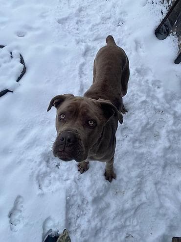 Кошки: Продается мальчик Крупная короткошерстная собака молосского типа — 3