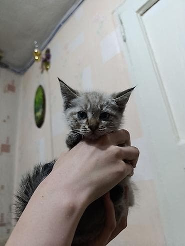 Продажа кошек: В Добрые руки. БЕСПЛАТНО!!!Котята домашние, разноокрасочные: - — 6