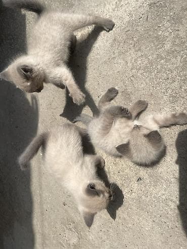 купить кошку в бишкеке: Сиамская, 2 месяца, Девочка, Приучена к лотку — 4