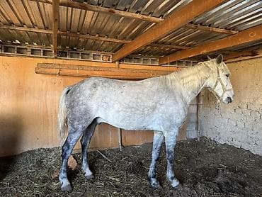 рабочи ат: Продаю | Конь (самец) | Рабочий | Мерин — 4