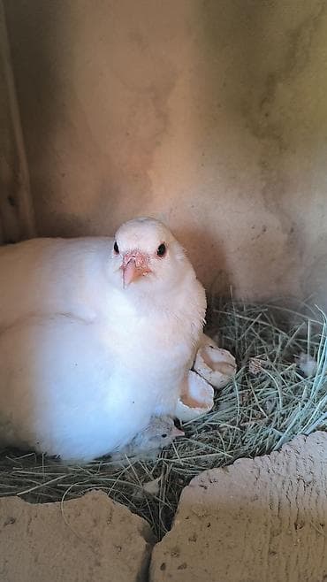 жылкы жаныбар: Инкубационный яйцо белый кеклика,200с — 1