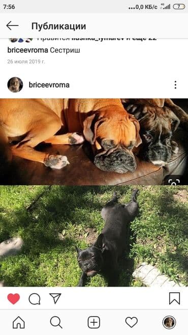 собака боксёр: Вязка: Бульдог, Самец, 4 года — 1