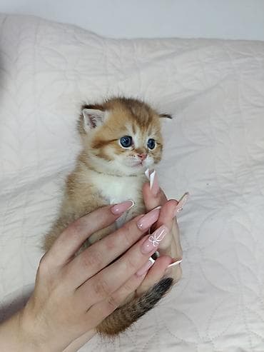 кошка майкун: Скотиш Страйт (Шотландская прямоухая), 1 месяц, Мальчик, Золотая шиншилла — 1