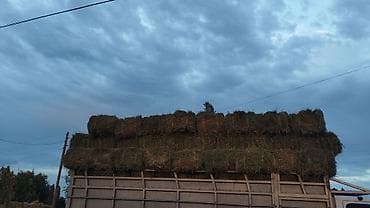 сено туки: Сено в тюках - Прессованные прямоугольные тюки, удобные для хранения — 1